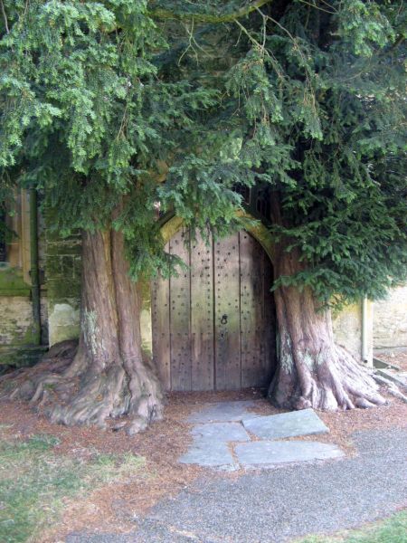 These trees are rumored to be the inspiration for JRR tolkien's trees at the Gates of Moria. They are located at Saint Edwards Church, Stow-on-the-Wold, England.