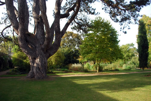 Tolkien’s Tree University Botanical Gardens