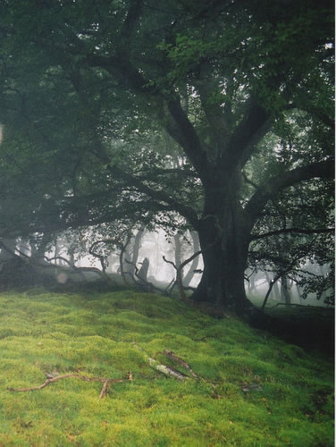 Tolkien Landscape in Wales